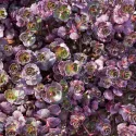 Varjúháj Purple Winter (Sedum)