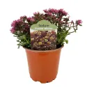 Varjúháj Purple Winter (Sedum)