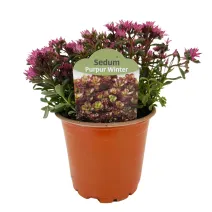 Varjúháj Purple Winter (Sedum)