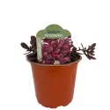 Varjúháj SunSparkler Firecracker (Sedum)