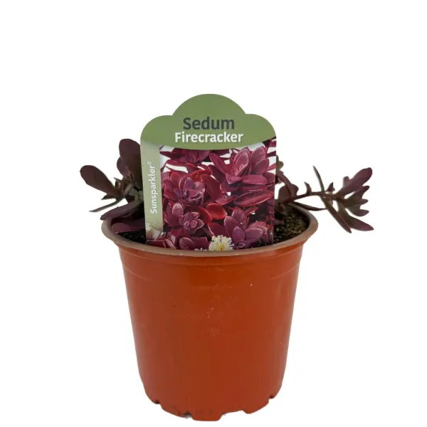 Varjúháj SunSparkler Firecracker (Sedum)