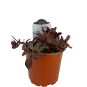 Varjúháj SunSparkler Firecracker (Sedum)