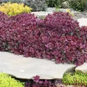 Varjúháj SunSparkler Firecracker (Sedum)