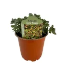 Varjúháj SunSparkler Lime Zinger (Sedum)