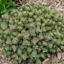 Varjúháj SunSparkler Lime Zinger (Sedum)