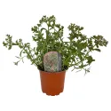 Varjúháj Tricolor (Sedum)