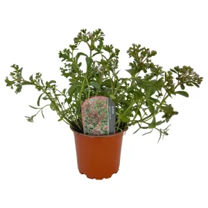 Varjúháj Tricolor (Sedum)