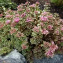 Varjúháj Tricolor (Sedum)