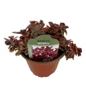 Varjúháj Wildfire (Sedum)