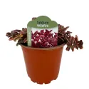 Varjúháj Wildfire (Sedum)