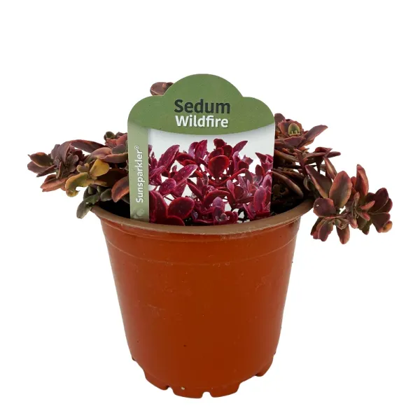 Varjúháj Wildfire (Sedum)
