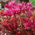 Varjúháj Wildfire (Sedum)