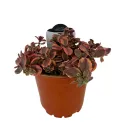 Varjúháj Wildfire (Sedum)