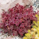 Varjúháj Wildfire (Sedum)