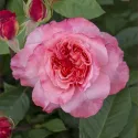 Augusta Luise ® Teahibrid rózsa cserépben 3L