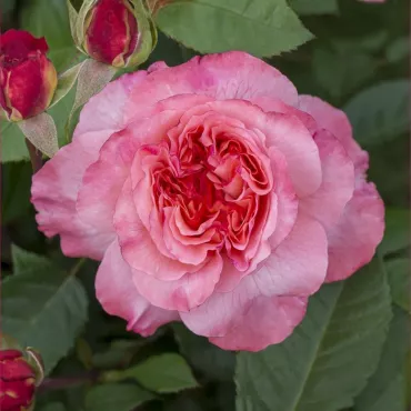 Augusta Luise ® Teahibrid rózsa cserépben 3L