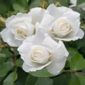 Schneewittchen ® Teahibrid rózsa cserépben 3L