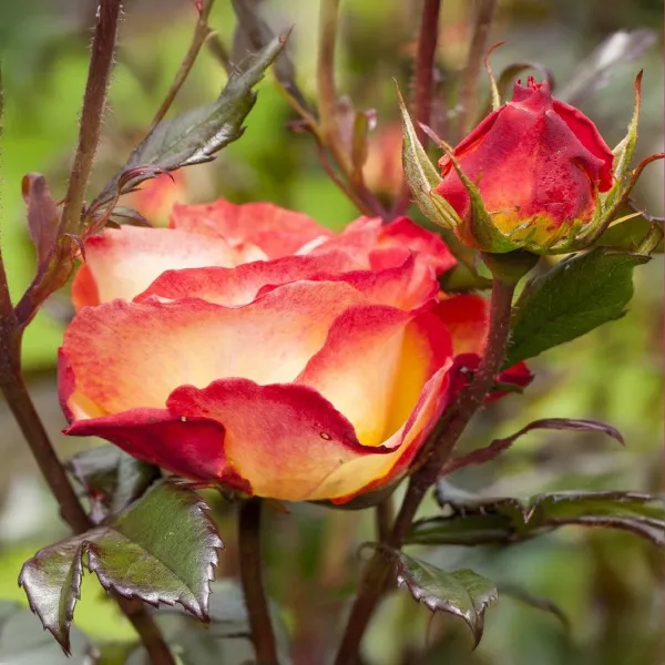 Mein München Floribunda Rózsa cserépben 3L