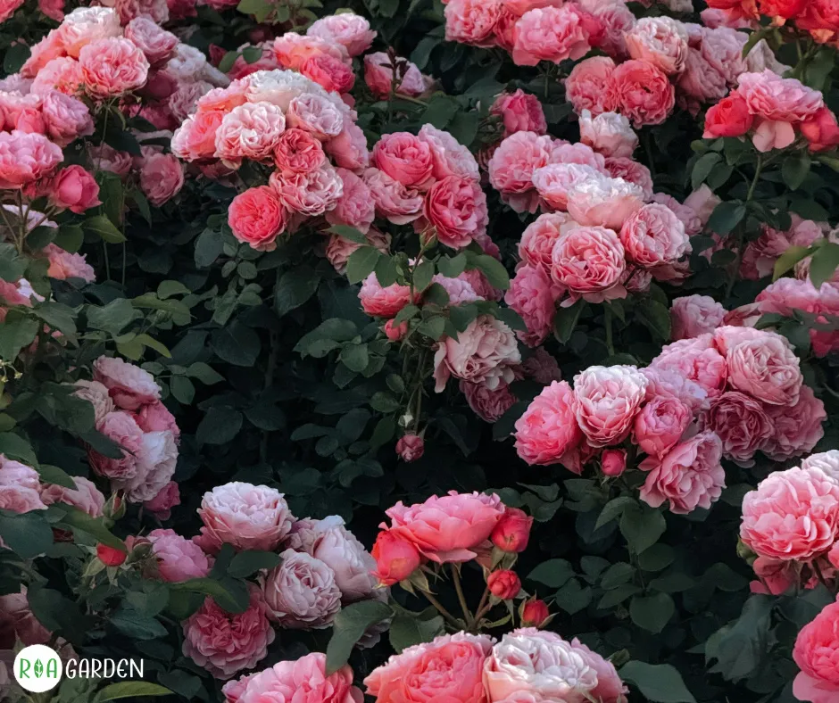 Rózsaszín rózsák virágoznak a ROA Garden kertjében